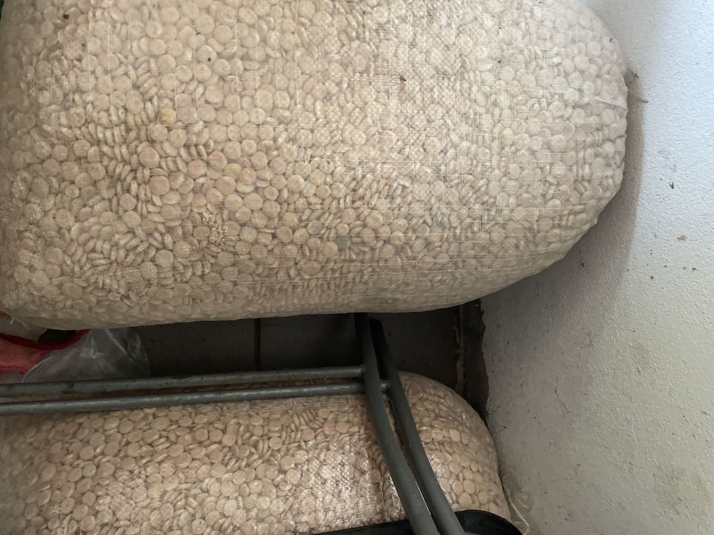 Tremoço para consumo ou semente
