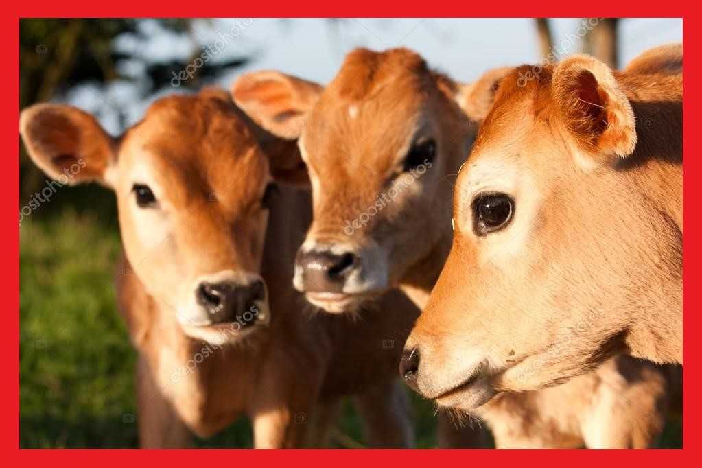 mleko w proszku dla zwierząt cieląt bez włókien bez biegunek