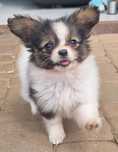 Papillon Spaniel Kontynentalny Miniaturowy