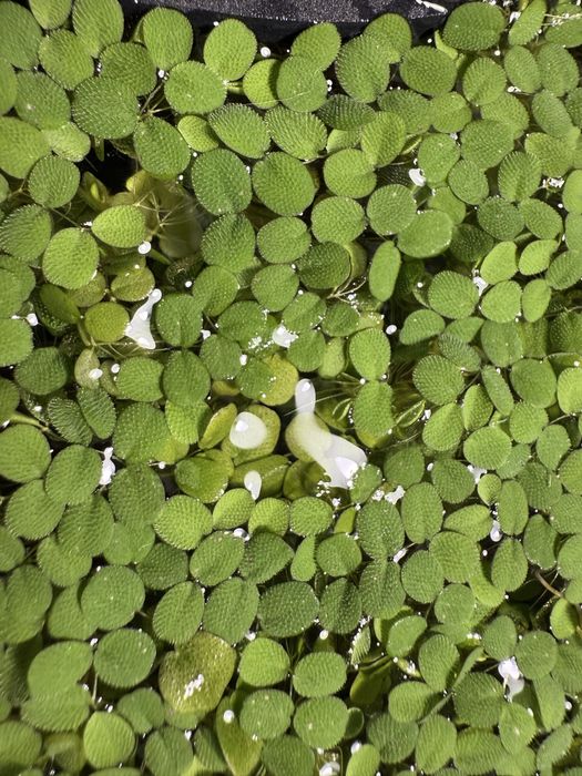 Salvinia Auriculata Minima