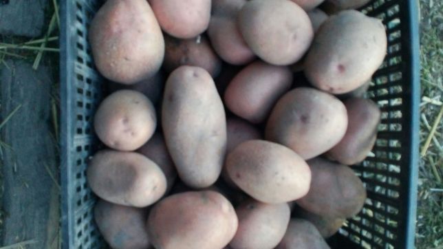 Продам велику картоплю (Княгиня)ціна 8грн за кг