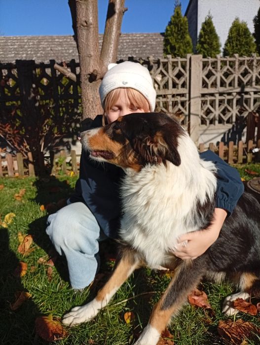 Owczarek szkocki collie