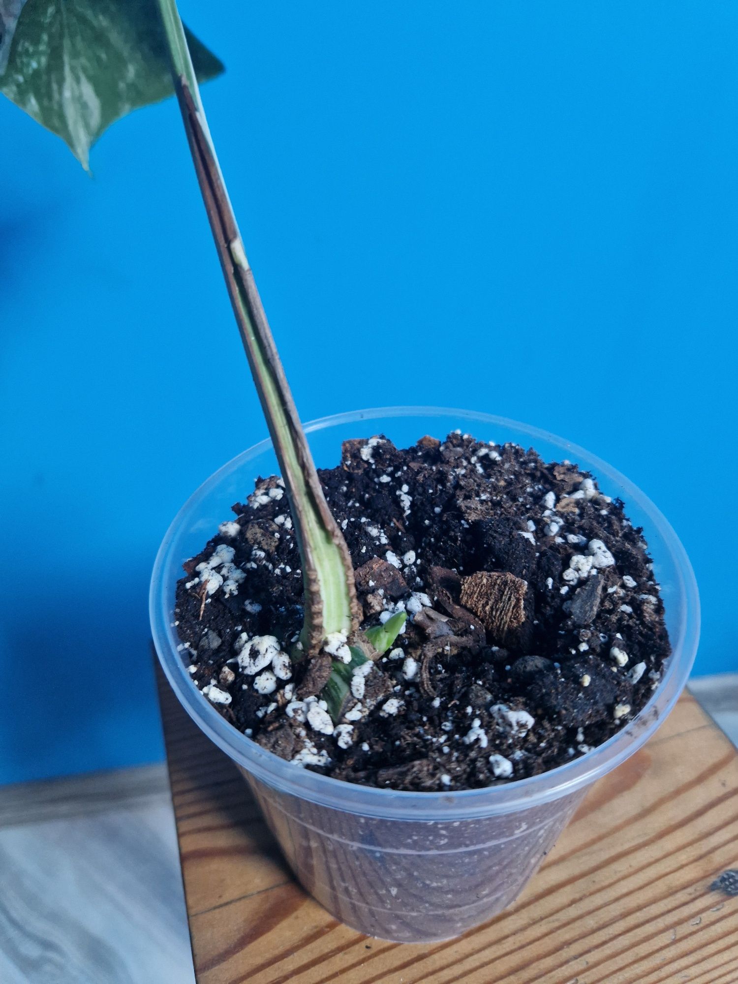 Monstera Variegata 6 sztuk