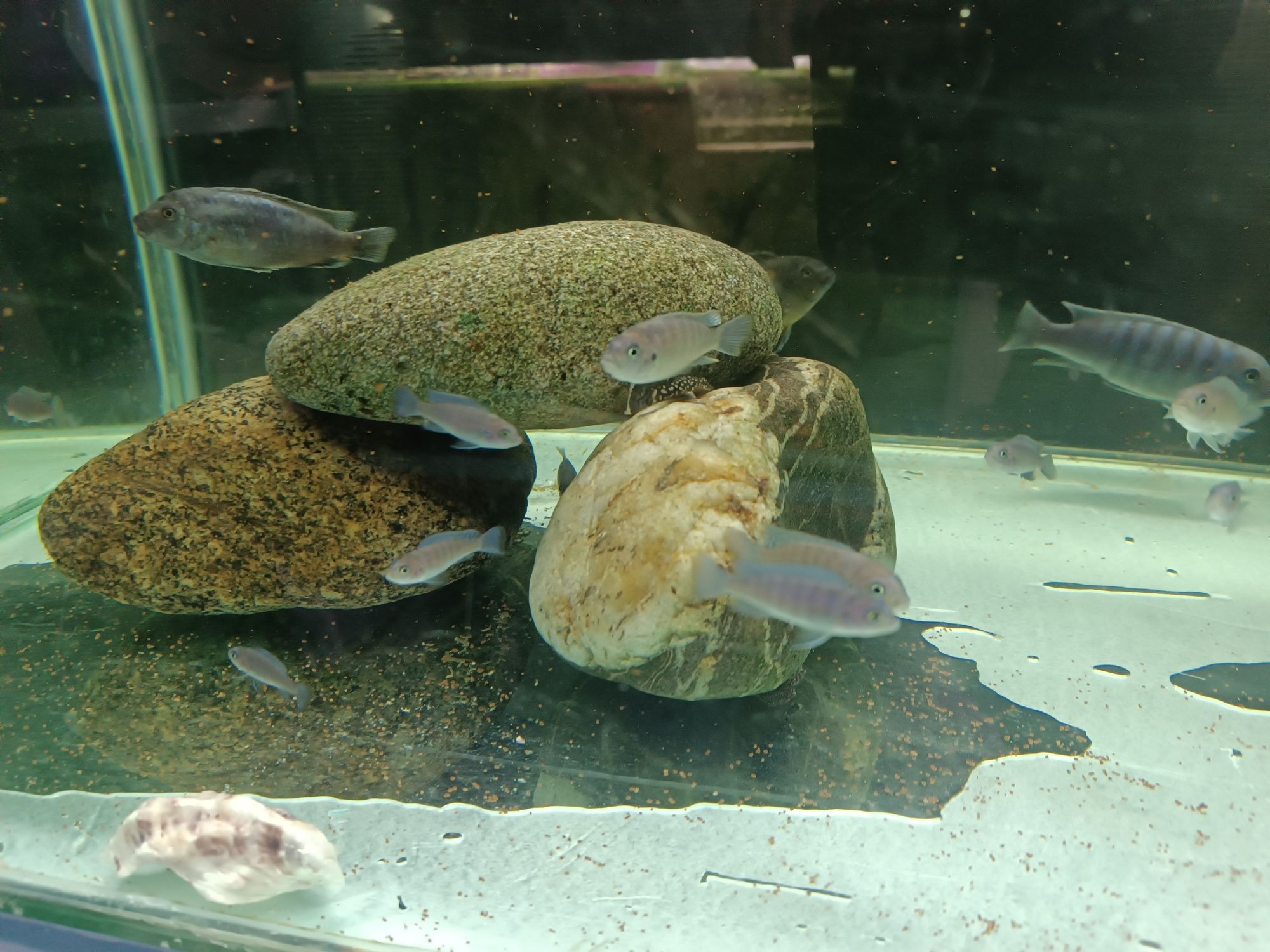 Cynotilapia Hara Gallireya
