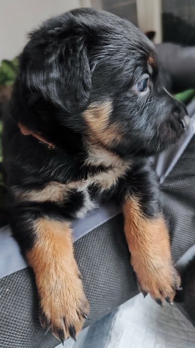 Oddam w kochające ręce 8 cudownych szczeniaków - same pieski