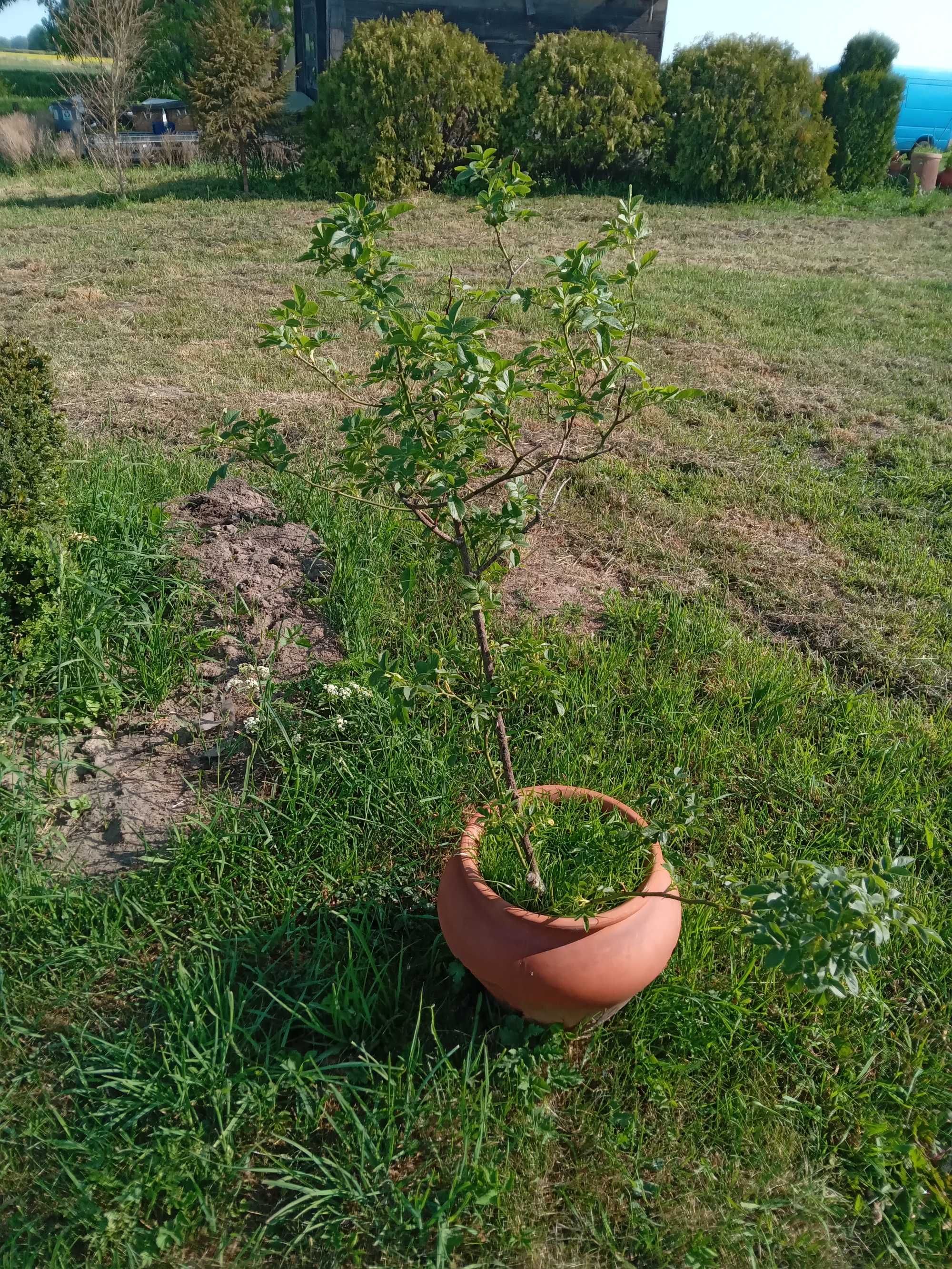 dąb, świerk, grab, jodła oraz kwiaty