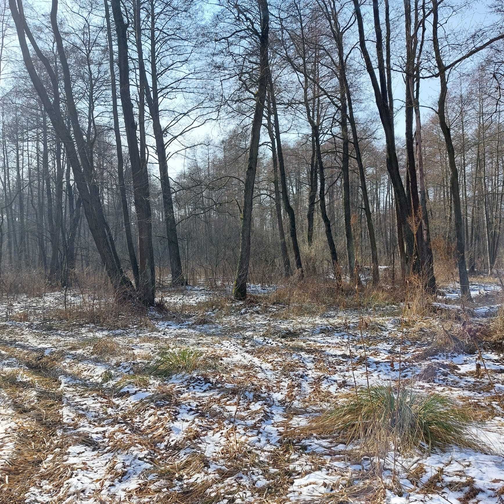 Działka rolna, łąka, las