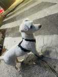 Caniche para doacao