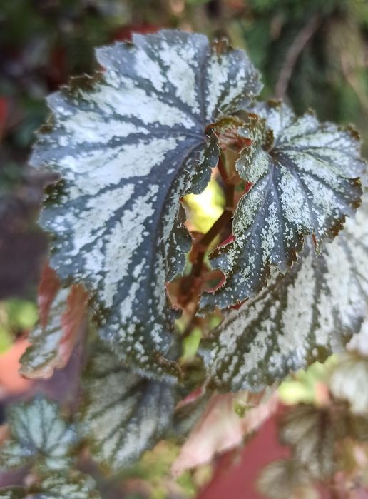 Бегонії декоративнолистяні/ Бегонии декоративнолиственные