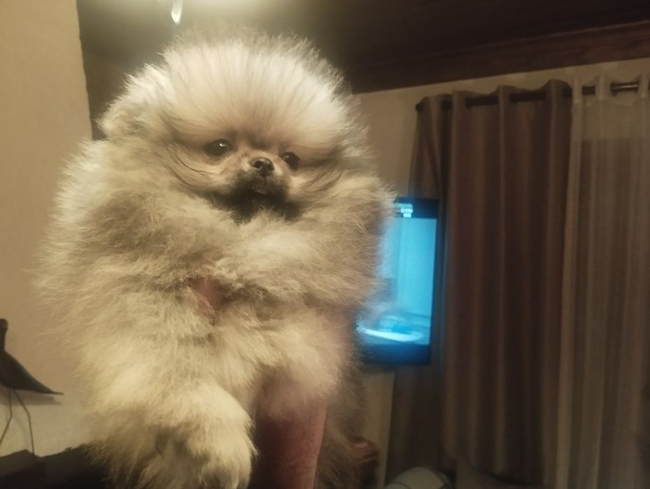 Spitz fêmea muito bonita com lop