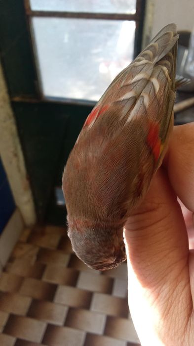 Híbrido extremamente raro