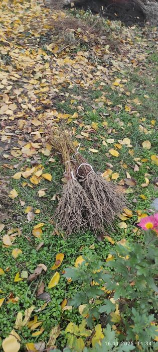 подвой , абрикоса, алычи