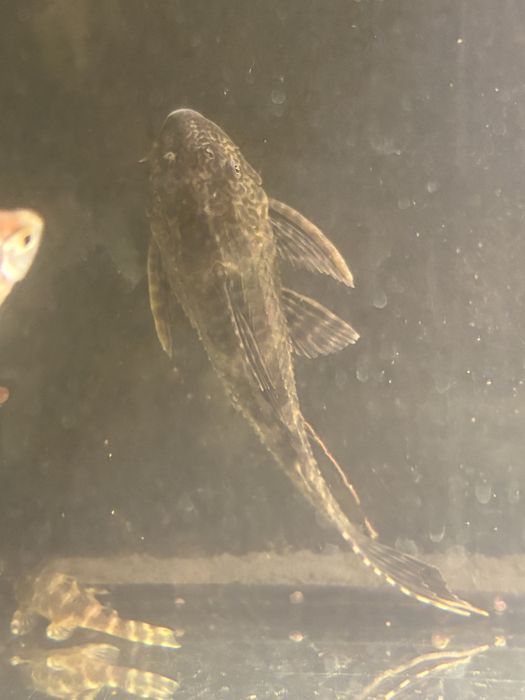 Plecostomus 15 cm