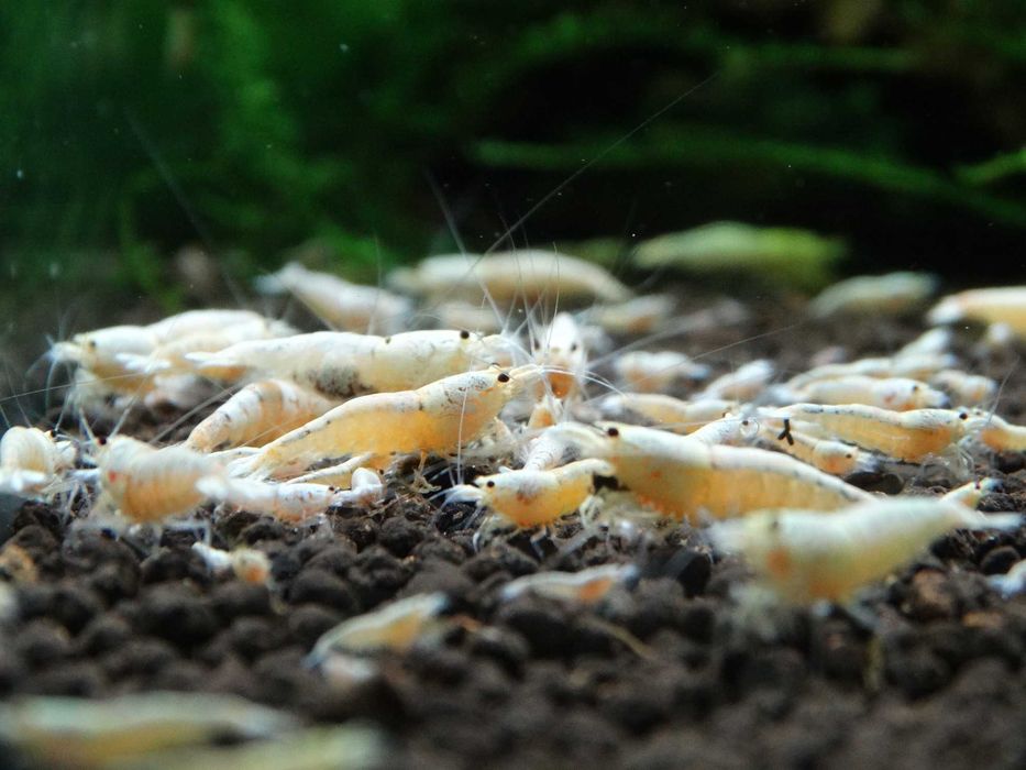 Krewetki Caridina PWL Pure White Line ZAMIANA GRATIS PROMOCJA