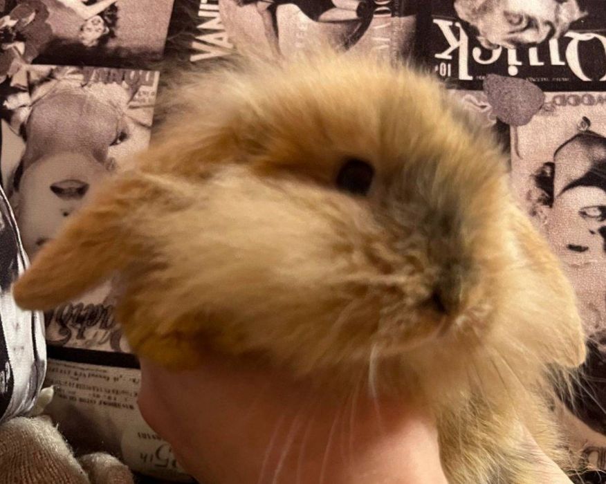 Карликові баранчики