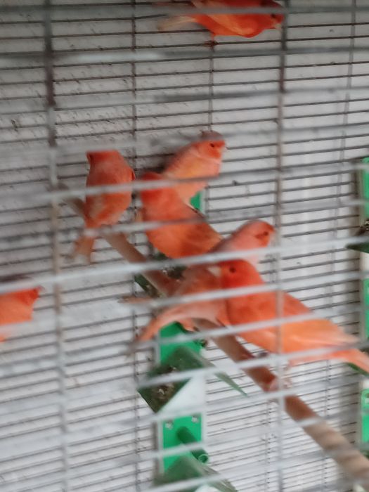 Cedência vermelhos intensos e nevados