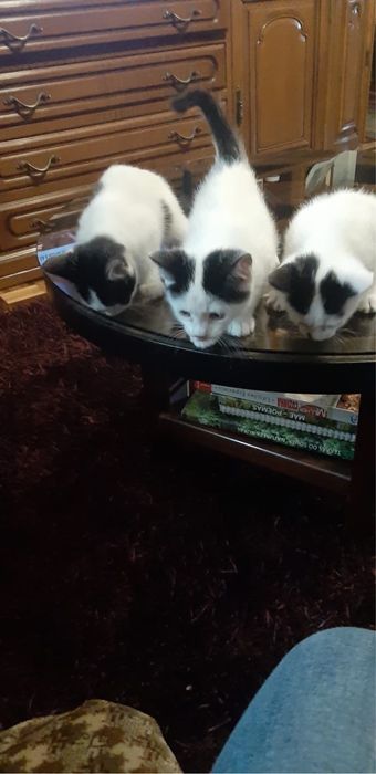 Gatinhos para adoção responsável