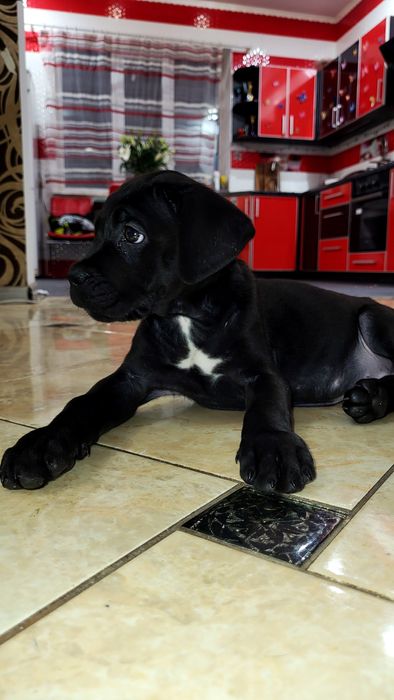 Прекрасный щенок кане корсо