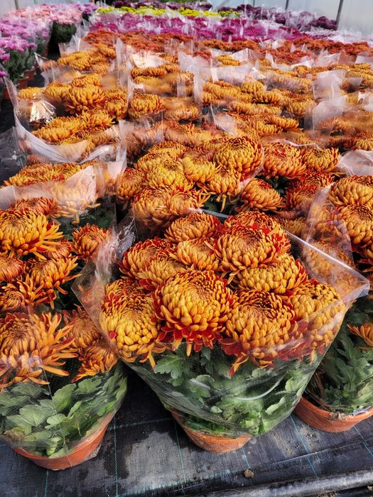 Chryzantemy Wielkokwiatowe * Średniokwiatowe *ANASTAZJA*IRINA*ROSELA*