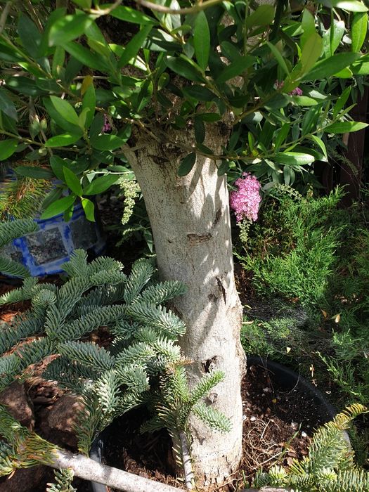 Oliwka europejska duży okaz