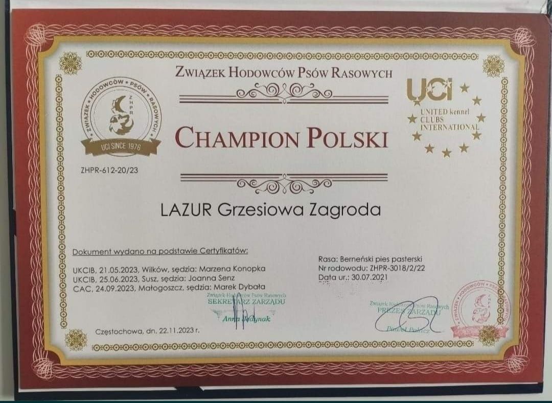 Zapowiedz miotu. Piesek z rodowodem po Championie Polski. Berneński pi