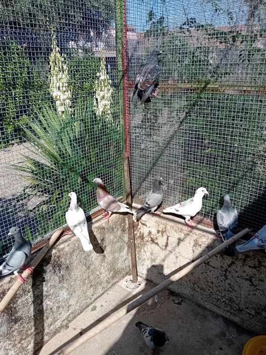 Vendo pombos correios baratos