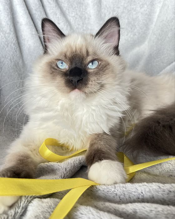 Ragdoll FPL, Arabica