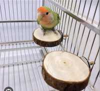 Nowe 3 sztuki plastry drewna brzoza dla papug chomika bądź myszki