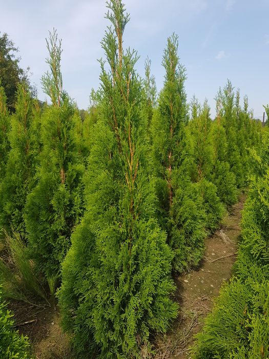 Thuja, Tuja Smaragd, Szmaragd na żywopłot 100-120 i 120-140