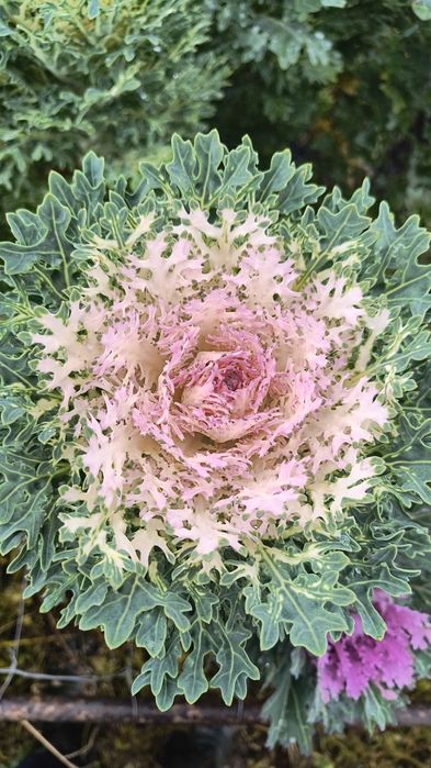 Kapusta ozdobna łodygowa