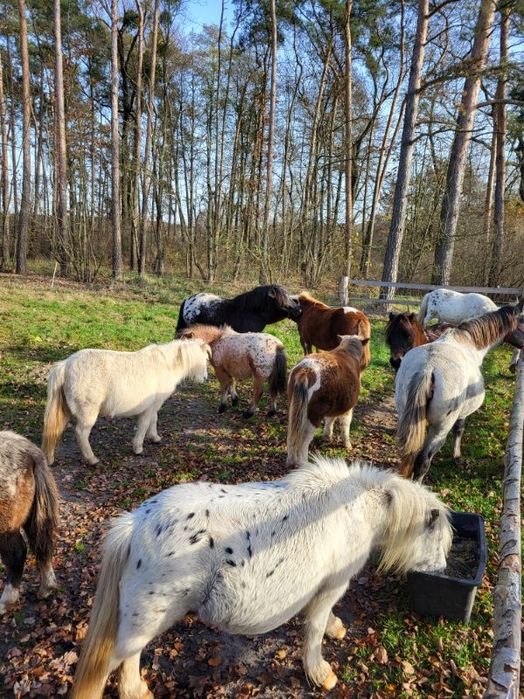 Kucyki, klacze kolorowe, duży wybór