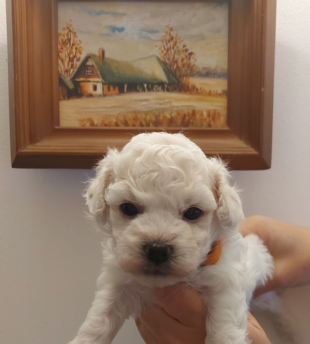 Bichon Frise FCI sunia