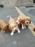 Cociel Spaniel angielski do rezerwacji