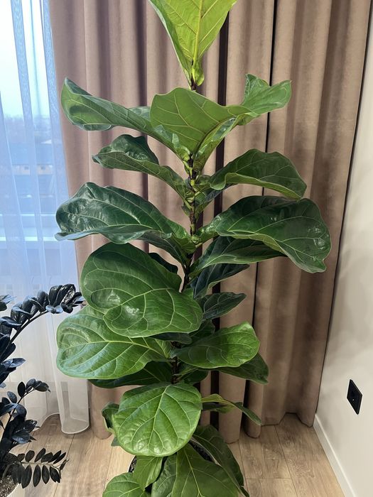 Фікус Лірата 180 см. висота