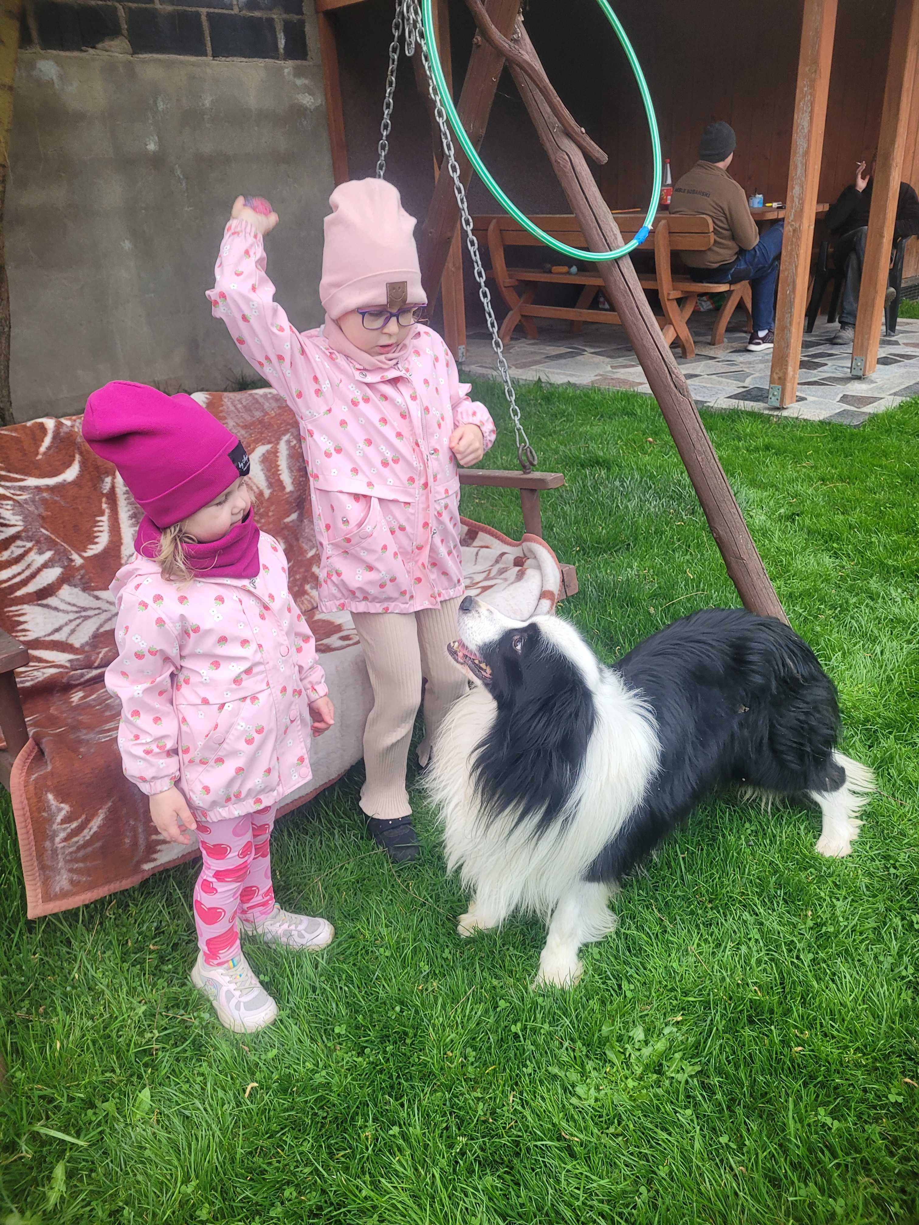 Border collie z metryka Fci. OKAZJA!