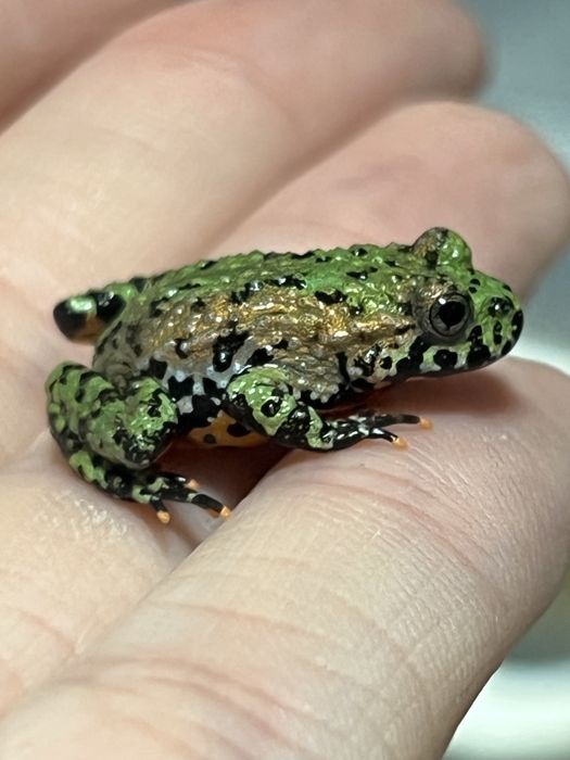 Kumak dalekowschodni bombina orientalis