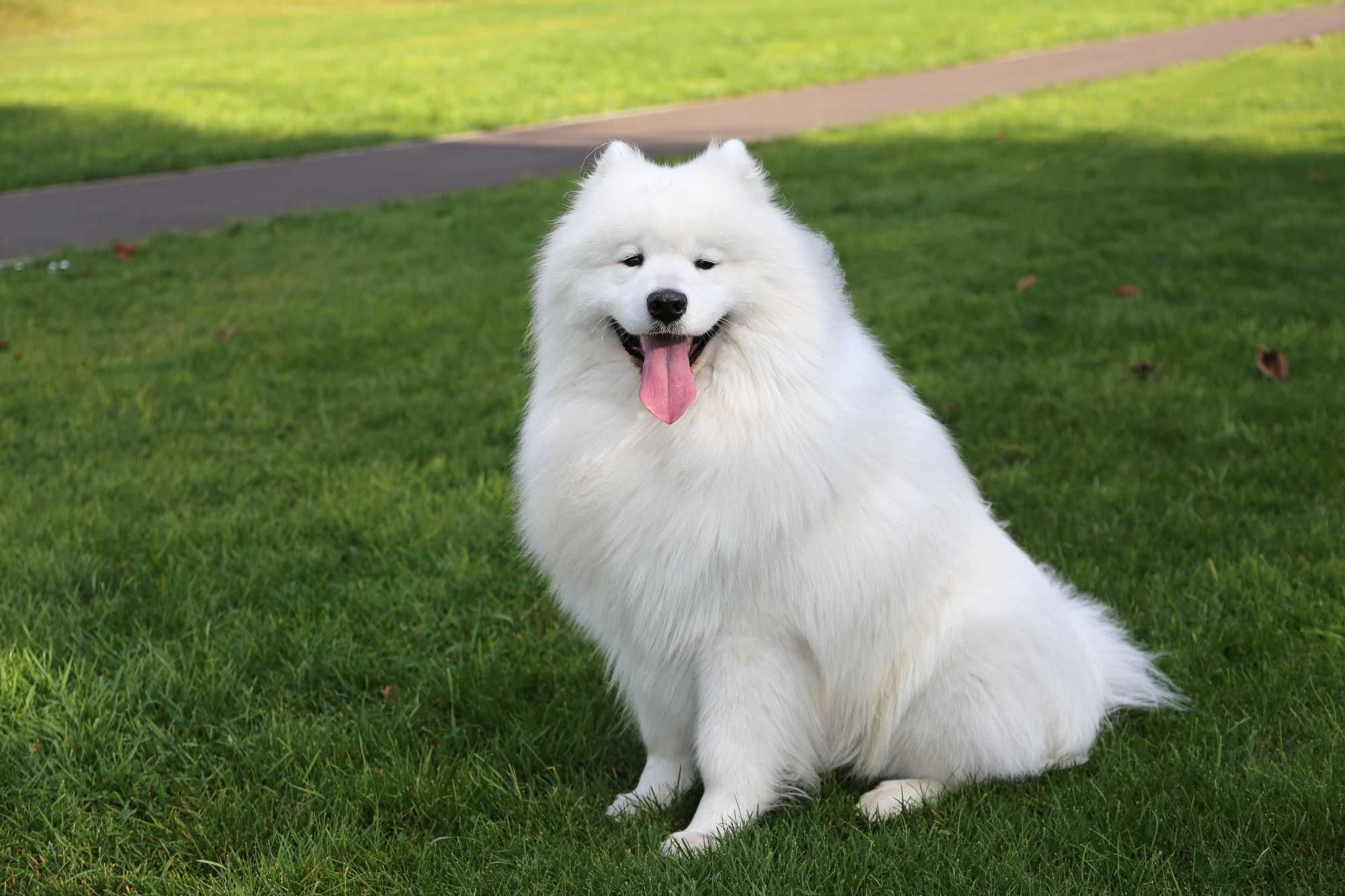 samoyed/samojed reproduktor