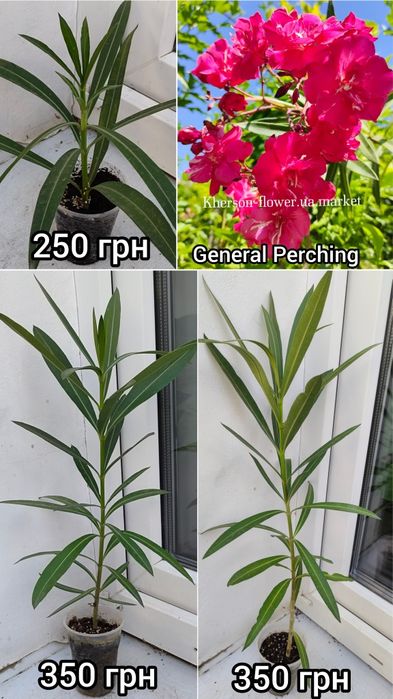 Олеандр Splendens Giganteum, цветок размером с ладонь