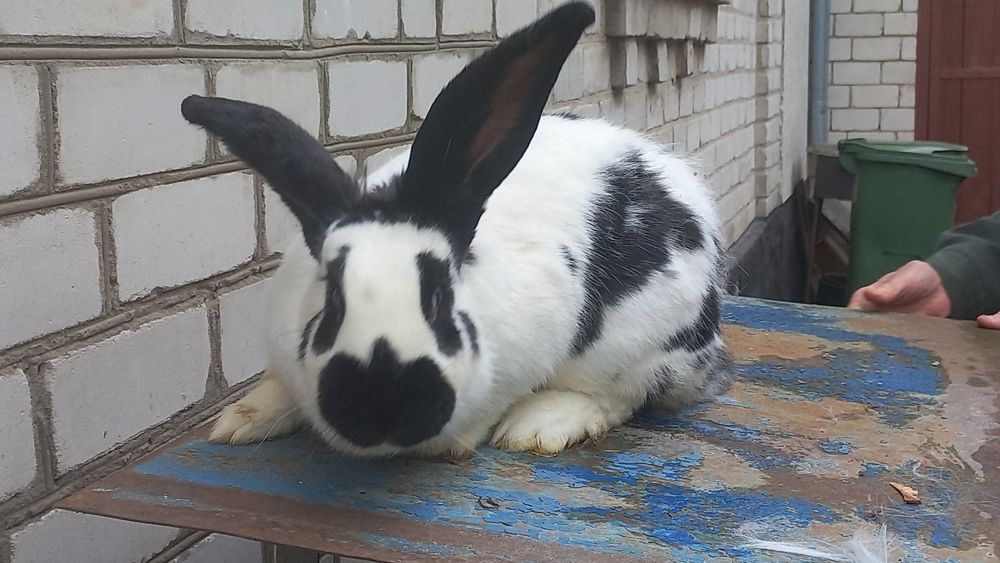 Продам самця кролика