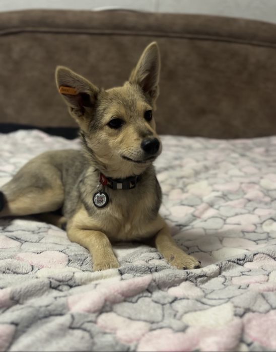 Дівчика стерелізована 6 місяців 6,5 кг білешн вже не буде