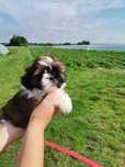 Szczeniak Shih-tzu tricolor