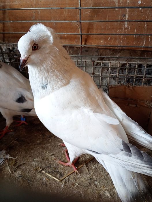 Gołębie garłacze górnośląskie