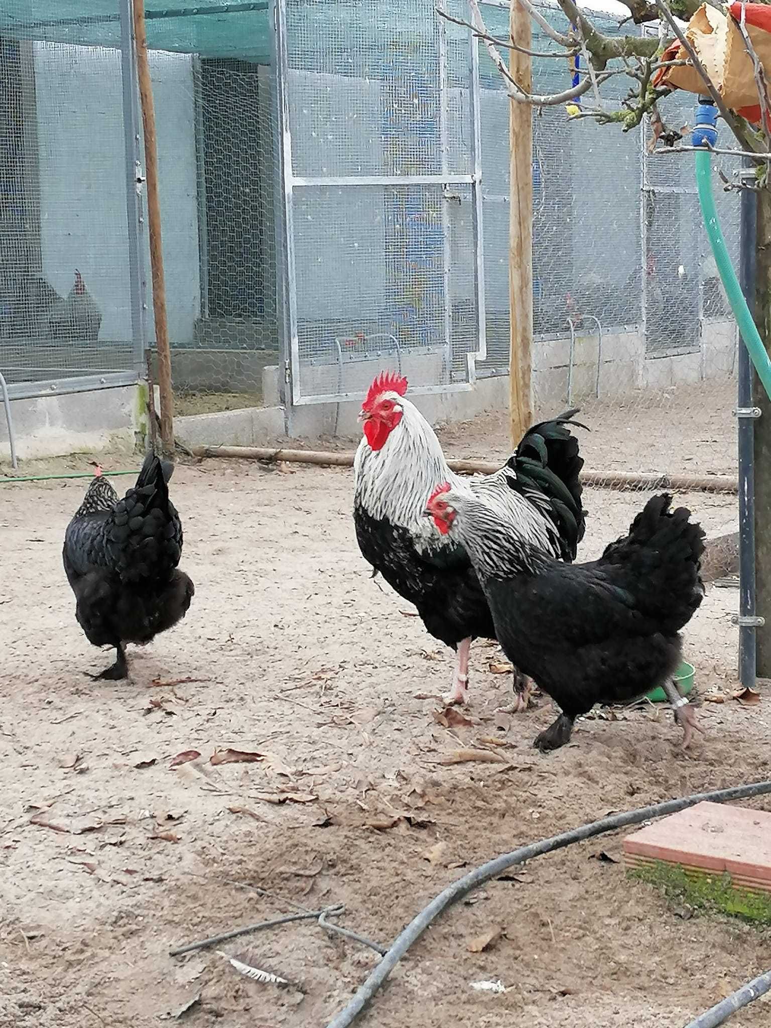 Galinhas pintos ovos de varias raças