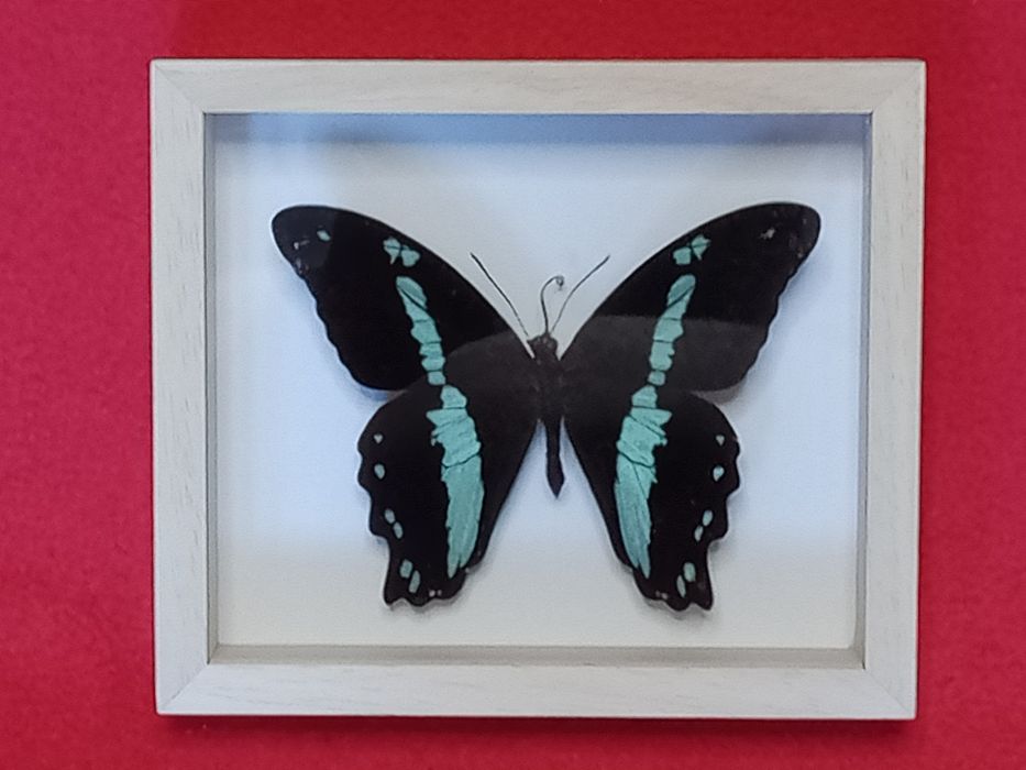 Motyl w ramce 12x14 cm . Popilio nireus .