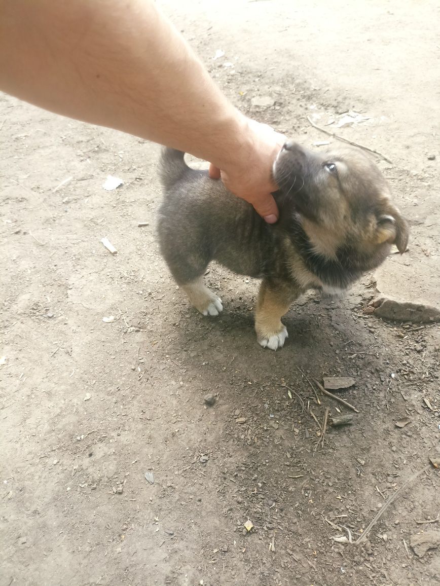 Собачки безкоштовно в добрі руки.