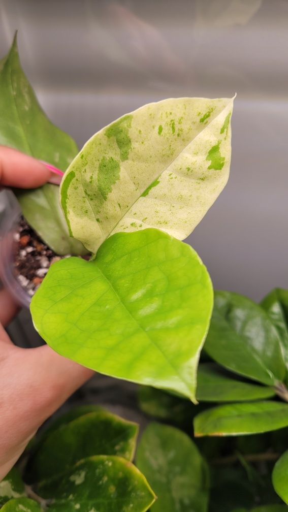 Zamioculcas Long leaf variegata