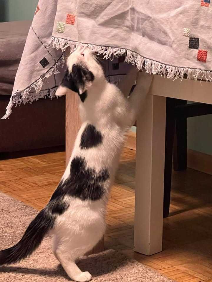 kotek Lolek szuka domu