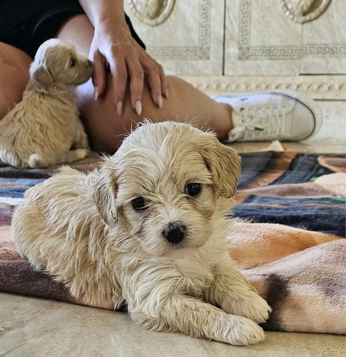 Нас рекомендують по всій країні! Мальтипу Київ. Микро мальтипу