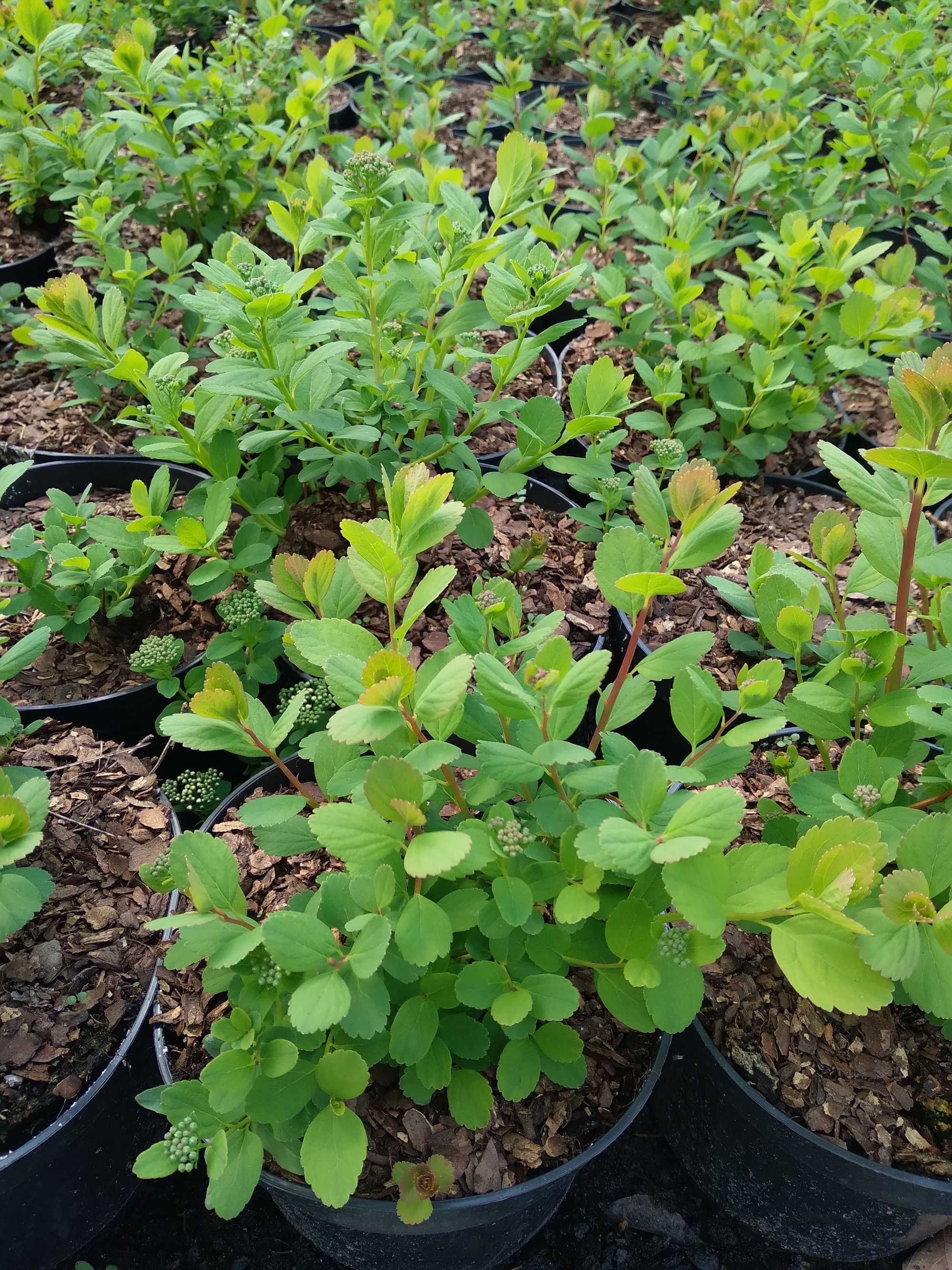 Tawuła brzozolistna, Spiraea betulifolia Tor Tor Gold