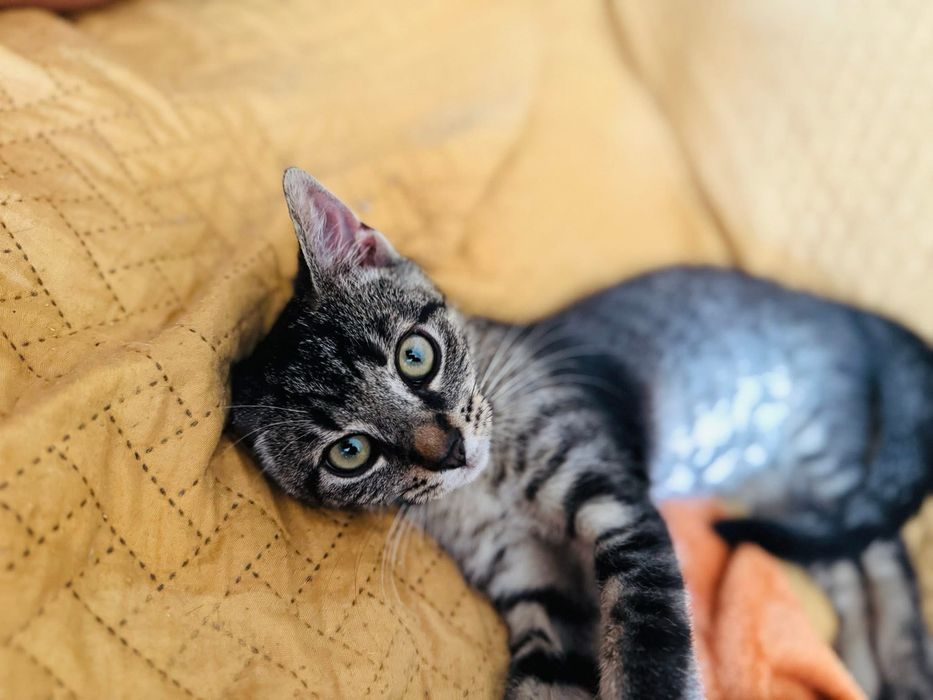 Pokochaj mnie, mam tylko 4 miesiące i nie mam nikogo.